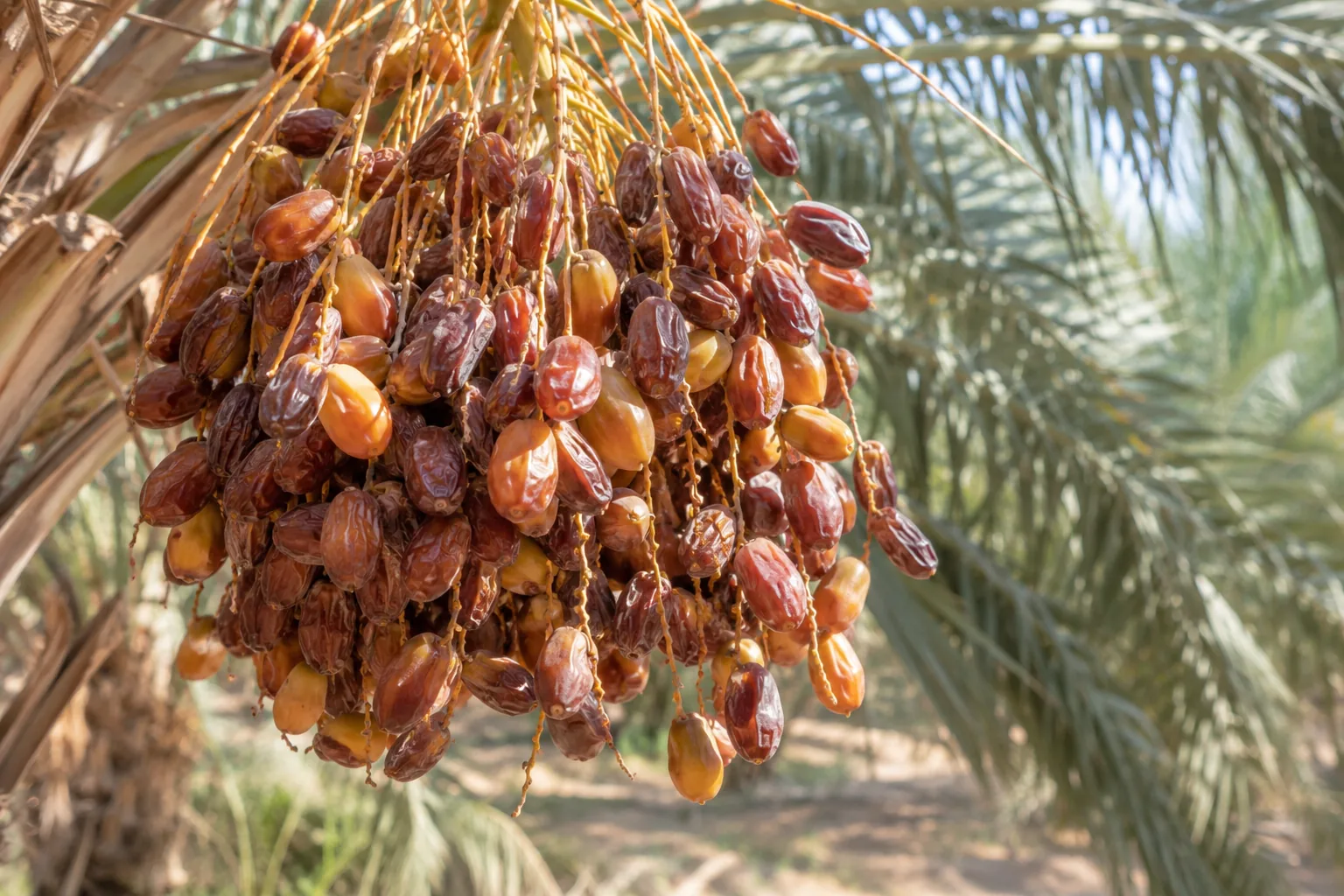 التمور